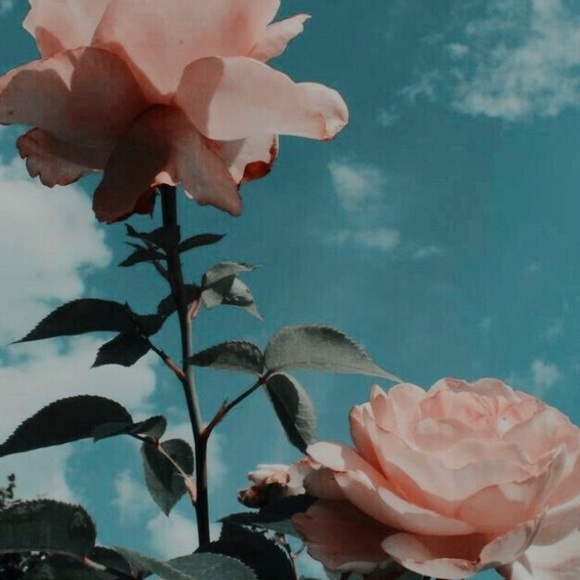 Meet your Posher, Mia - Picture 1 of 1